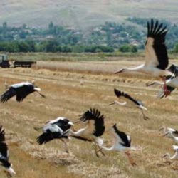 Летот на белите штркови