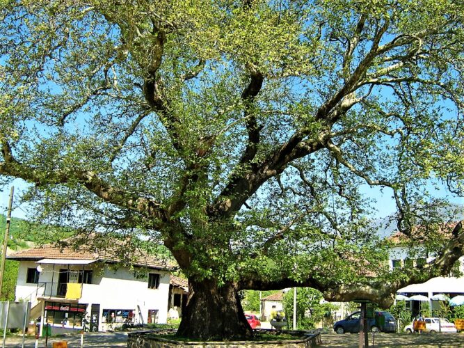 Зелениот рај на Теово